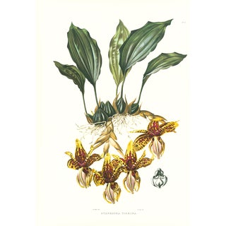 Large 1973 Orchid Flower Lithograph "Stanhopea Tigrina" (Tiger-Like Stanhopea) After James Bateman For Sale