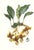 Large 1973 Orchid Flower Lithograph "Stanhopea Tigrina" (Tiger-Like Stanhopea) After James Bateman For Sale