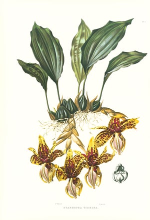 Large 1973 Orchid Flower Lithograph "Stanhopea Tigrina" (Tiger-Like Stanhopea) After James Bateman