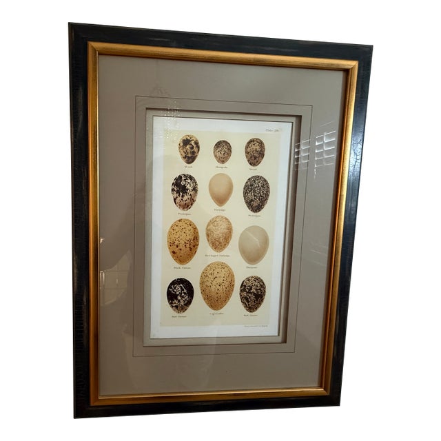 Ethan Allen Eggs of British Birds I For Sale