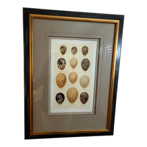 Ethan Allen Eggs of British Birds I