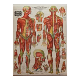 Antique Medical Roll Chart For Sale