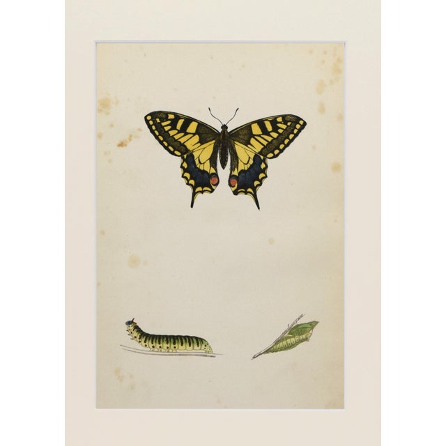 Realism 19th Century Antique Morris Butterfly Print Hand Colored Lithograph 1853 For Sale - Image 3 of 4