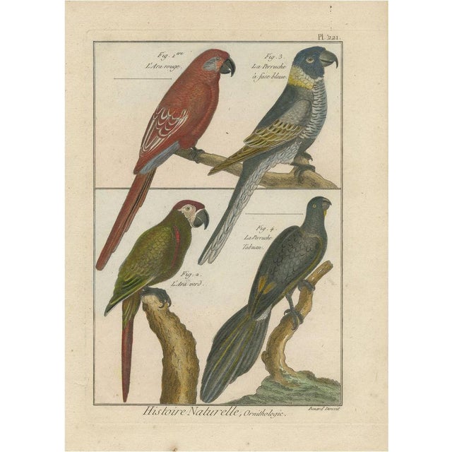 Robert Bernard, Parrots and Parakeets, 1792, Print For Sale - Image 6 of 6