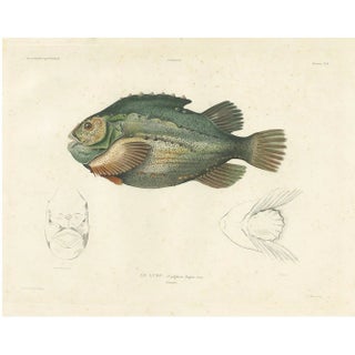 Lumpsucker or Lumpfis, 1845, Lithograph on Paper For Sale