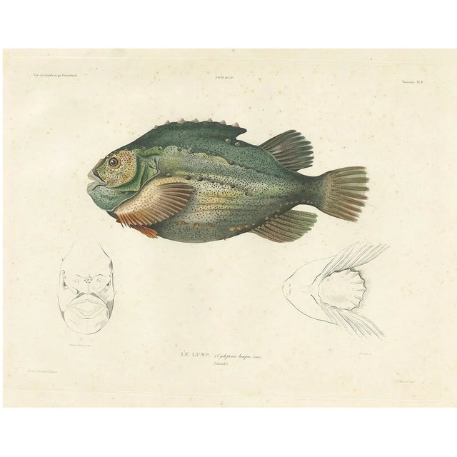 Lumpsucker or Lumpfis, 1845, Lithograph on Paper For Sale