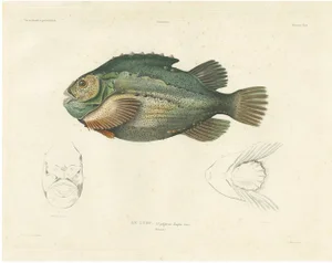 Lumpsucker or Lumpfis, 1845, Lithograph on Paper