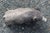 Mid 20th Century Mid-20th Century English Cast Stone Razorback Boar Garden Figure For Sale - Image 5 of 7