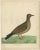 Antique bird print titled 'The Portugal Dove'. Original antique print of a Portugal dove. This print originates from 'A...