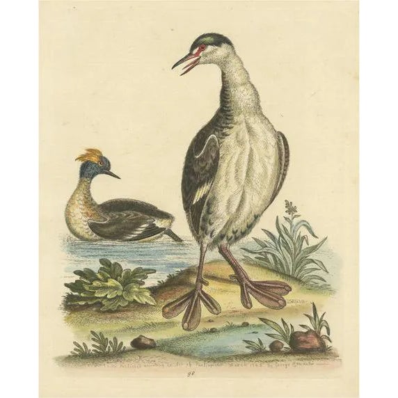 Two Grebes, Paper For Sale