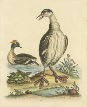 Two Grebes, Paper