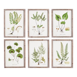 Shade Garden Study, Set Of 6 For Sale