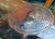 Burnt Orange Large Blown Glass Tropical Fish Sculpture Murano Labeled, 1960s For Sale - Image 8 of 8
