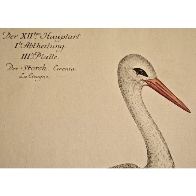 This is a rare 18th Century hand-colored copperplate engraving entitled "Der Storch Ciconia" (White Stork) by Johann...