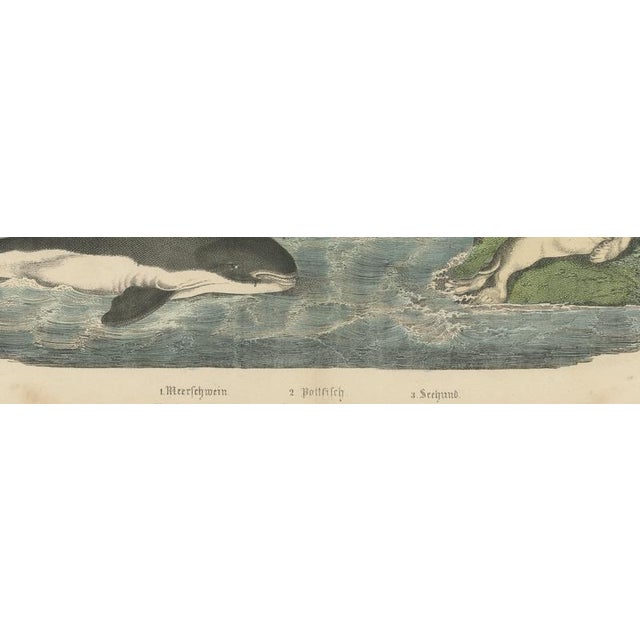 19th Century Carl Friedrich August, Sperm Whale with Porpoise and Seals, Kolb Mammals, 1890, Print For Sale - Image 5 of 12