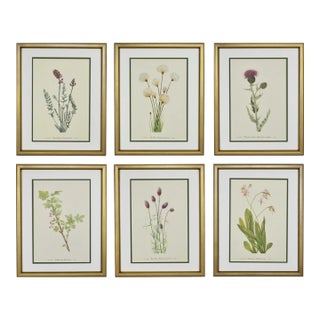 Framed Vintage Botanical Set of 6, Authentic Vintage 1953 Prints For Sale