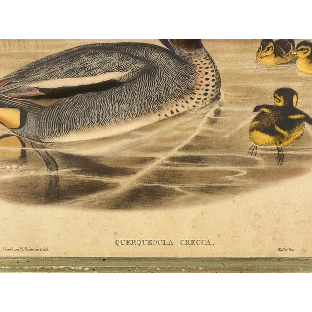 1920s After John Gould (1804-1881), Pair of Framed Antique Lithographs, Borghese Gallery For Sale - Image 5 of 15