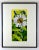 2020s Original Watercolor Small Painting “White Daisy” Framed For Sale - Image 5 of 5