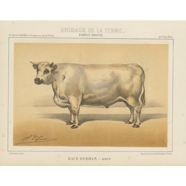Olivier De Penne, Durham Shorthorn Ox, British Cattle, 1863, Chromolithograph For Sale - Image 9 of 9