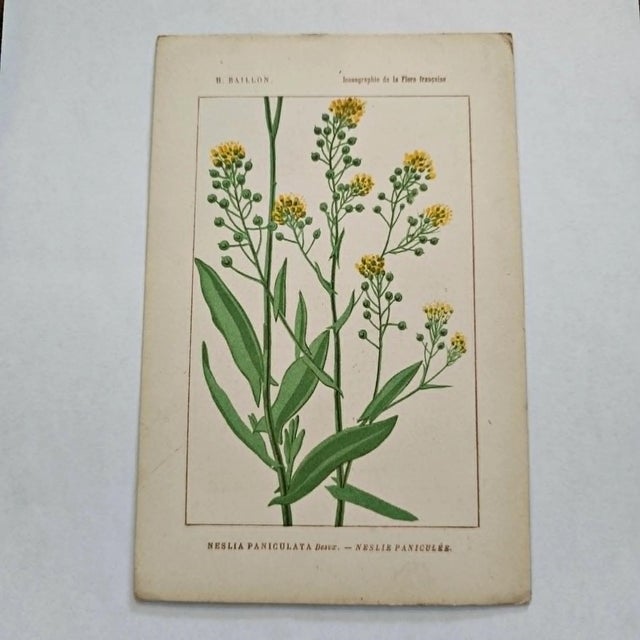 Original 19th-century French botanical lithograph by renowned botanist **Henri Ernest Baillon**, published in Paris...