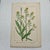 Original 19th-century French botanical lithograph by renowned botanist **Henri Ernest Baillon**, published in Paris...