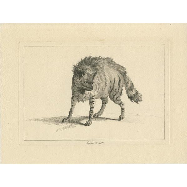 This etching and engraving, titled "Loup-cervier," depicts a lynx standing in a poised, alert posture. The artwork...