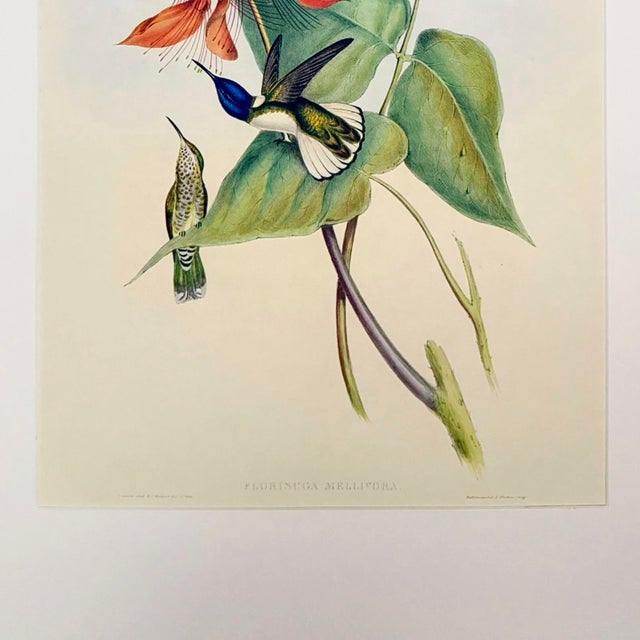 Oversized Vintage John Gould Hummingbird & Floral Print | Matted 24 X 32 For Sale In Columbus - Image 6 of 6