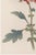 Spider Chrysanthemum by Hasegawa, Vintage Japanese Botanical Art Print, 40" X 60" For Sale - Image 4 of 9