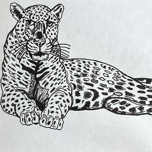 Paul Carlino - Reclining Leopard. (1962, Pen on Paper). Framed and matted under glass. Signed lower right corner. Size:...