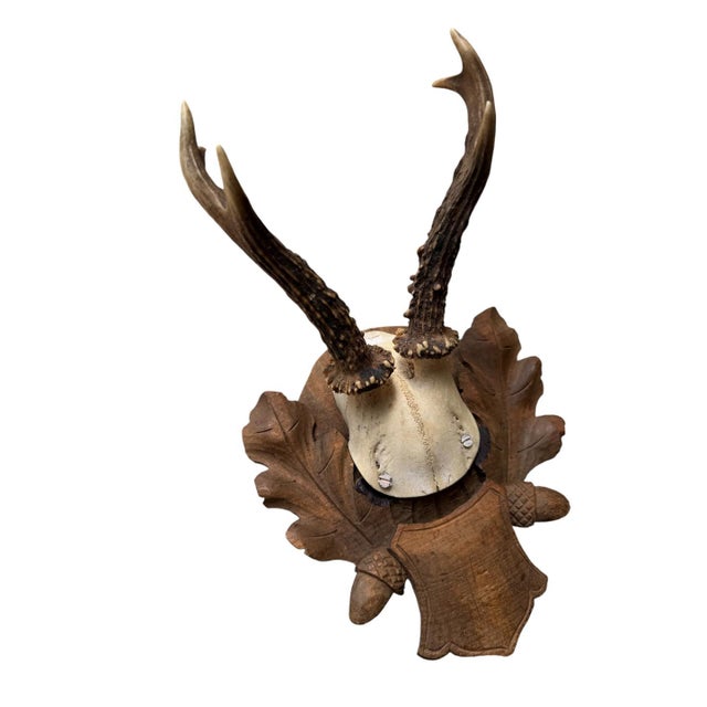 Roe Deer Trophy 109 Black Forest Antlers For Sale - Image 4 of 5