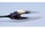 Silver Pickle Serving Fork with Two Prongs and Two Birds on Basket For Sale - Image 3 of 9