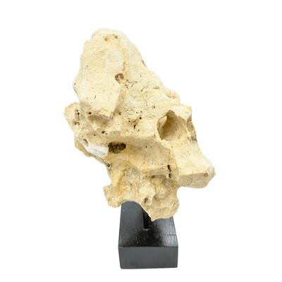 Natural coral stone from Indonesia with a sandy hue, displayed on a handcrafted teak stand. Its organic texture and warm...