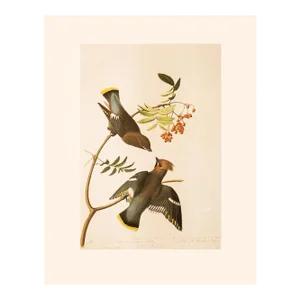 1966 Vintage Farmhouse Cottage Print "Bohemian Waxwing" After John James Audubon