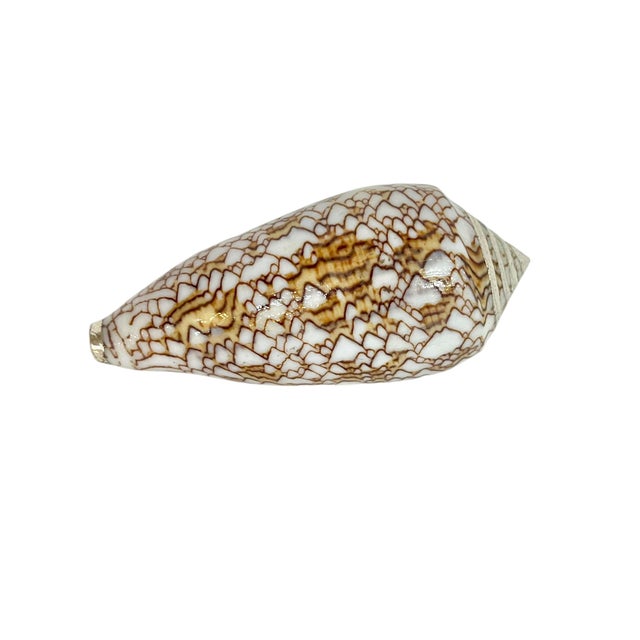 Buccellati Vintage Partially Silvered Textile Cone Shell in the Style of Bucellati For Sale - Image 4 of 5