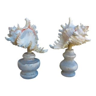 Pair of White Murex Ramosus SeaShells Mounted - A Pair of 2 For Sale