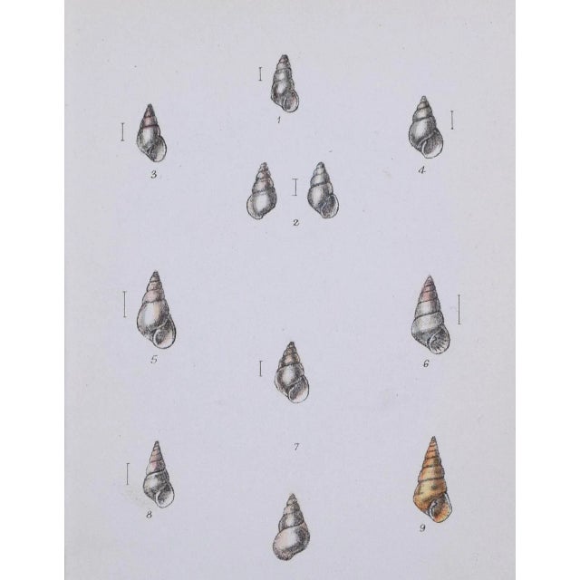 19th Century Antique Hand Colored English Shell Print by John Jeffreys 1869 For Sale - Image 4 of 6