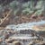 An antique Hudson River School oil on canvas landscape painting, depicting an Adirondack High Peak and a flowing stream....