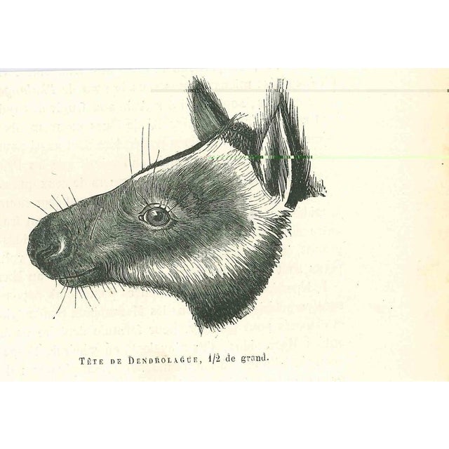 Tree-kangaroo is an original lithograph on ivory-colored paper, realized by Paul Gervais (1816-1879). The artwork is from...