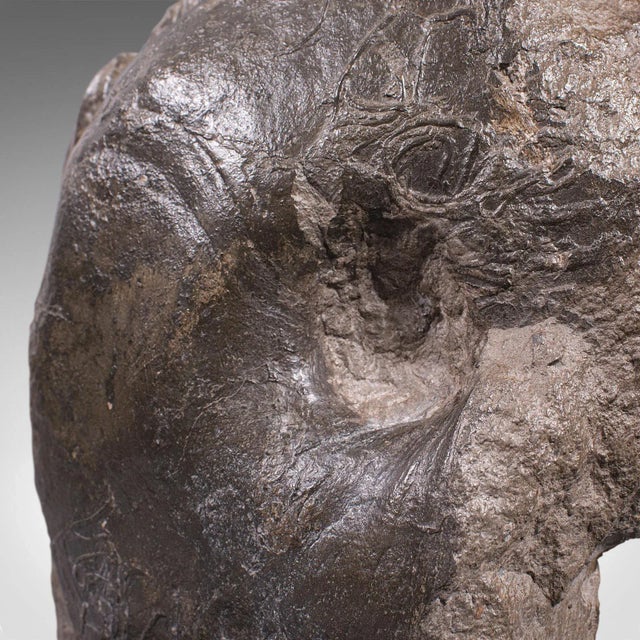 1910s Large Antique English Decorative Ammonite For Sale - Image 12 of 13