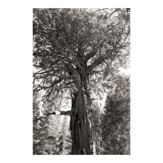 Landscape Digital Archival Print "Incense Cedar #3" by Jacques Gael Cressaty 2025 For Sale