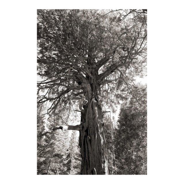 Landscape Digital Archival Print "Incense Cedar #3" by Jacques Gael Cressaty 2025 For Sale
