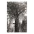 Landscape Digital Archival Print "Incense Cedar #3" by Jacques Gael Cressaty 2025 For Sale