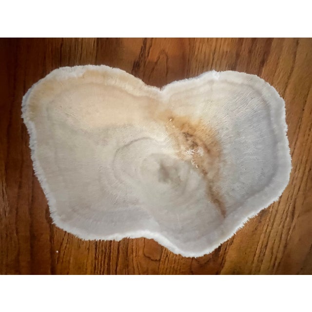 Large Coral Piece For Sale - Image 4 of 7