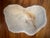 Large Coral Piece For Sale - Image 4 of 7