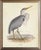 Heron in Distressed Metallic Frame 19x23