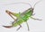 Juris Utans, Bright Green Grasshopper IV, 2021, Mixed Media and Paper For Sale - Image 3 of 3