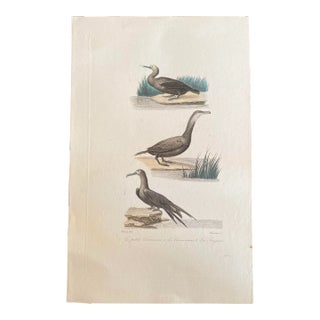 French Antique 18th Century “Le Cormoran” Cormorant Bird Engraving Hand Colored Artwork For Sale