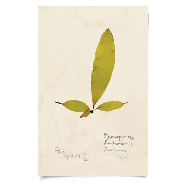 Capistrano Seaweed, Small, Unframed Artwork - Set Of 12 For Sale - Image 4 of 13