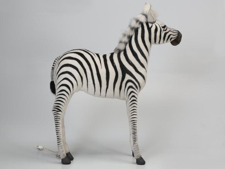 hansa zebra