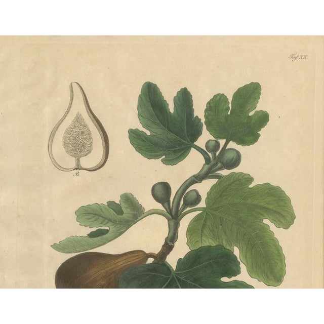 Ficus Carica, 1800s, Paper For Sale - Image 3 of 10
